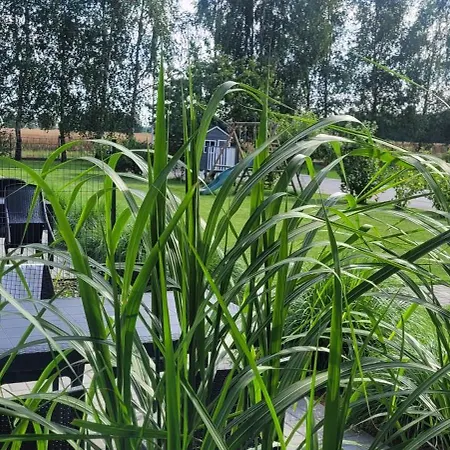 Domiko *